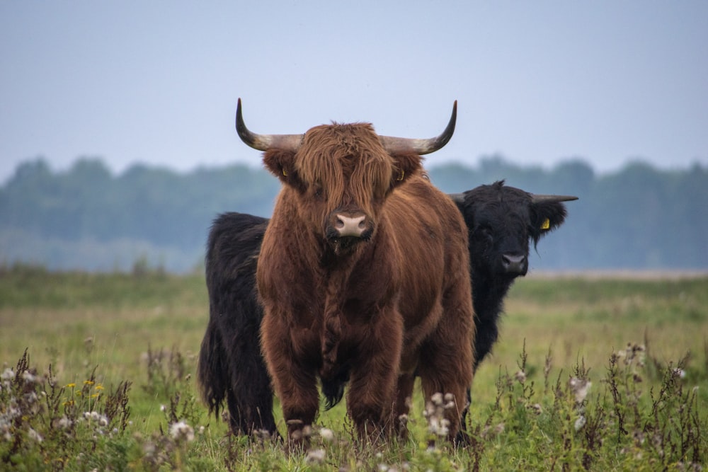 brown and black highlander cattles on green grass