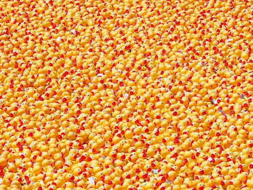 A vast collection of rubber ducks with bright yellow bodies and red-orange beaks, densely packed together to create a visually striking and colorful pattern.