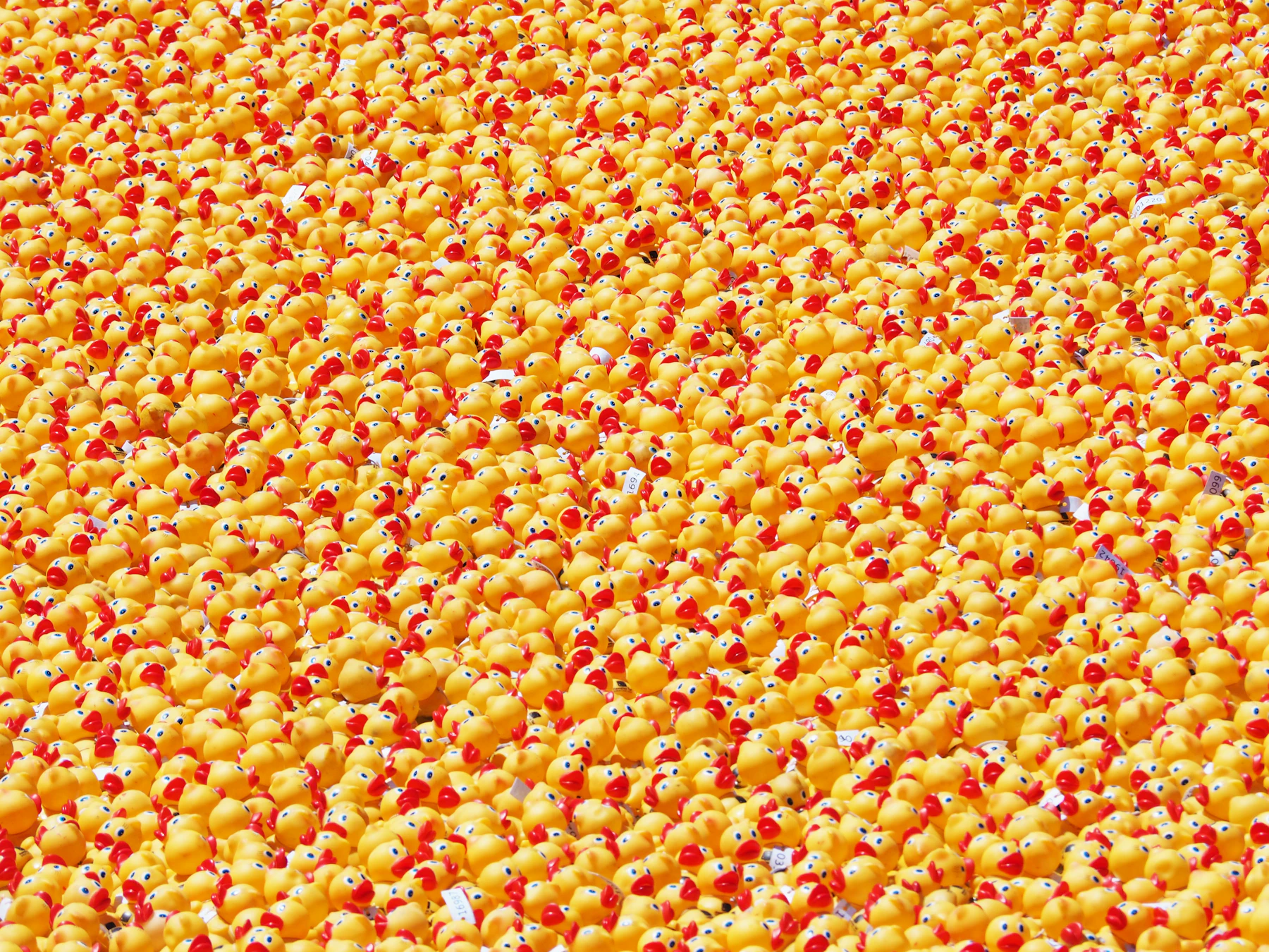 Thousands of yellow rubber ducks packed edge to edge