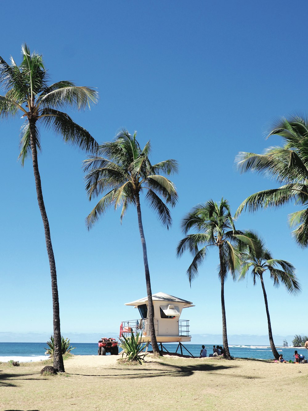 coconut trees on shore