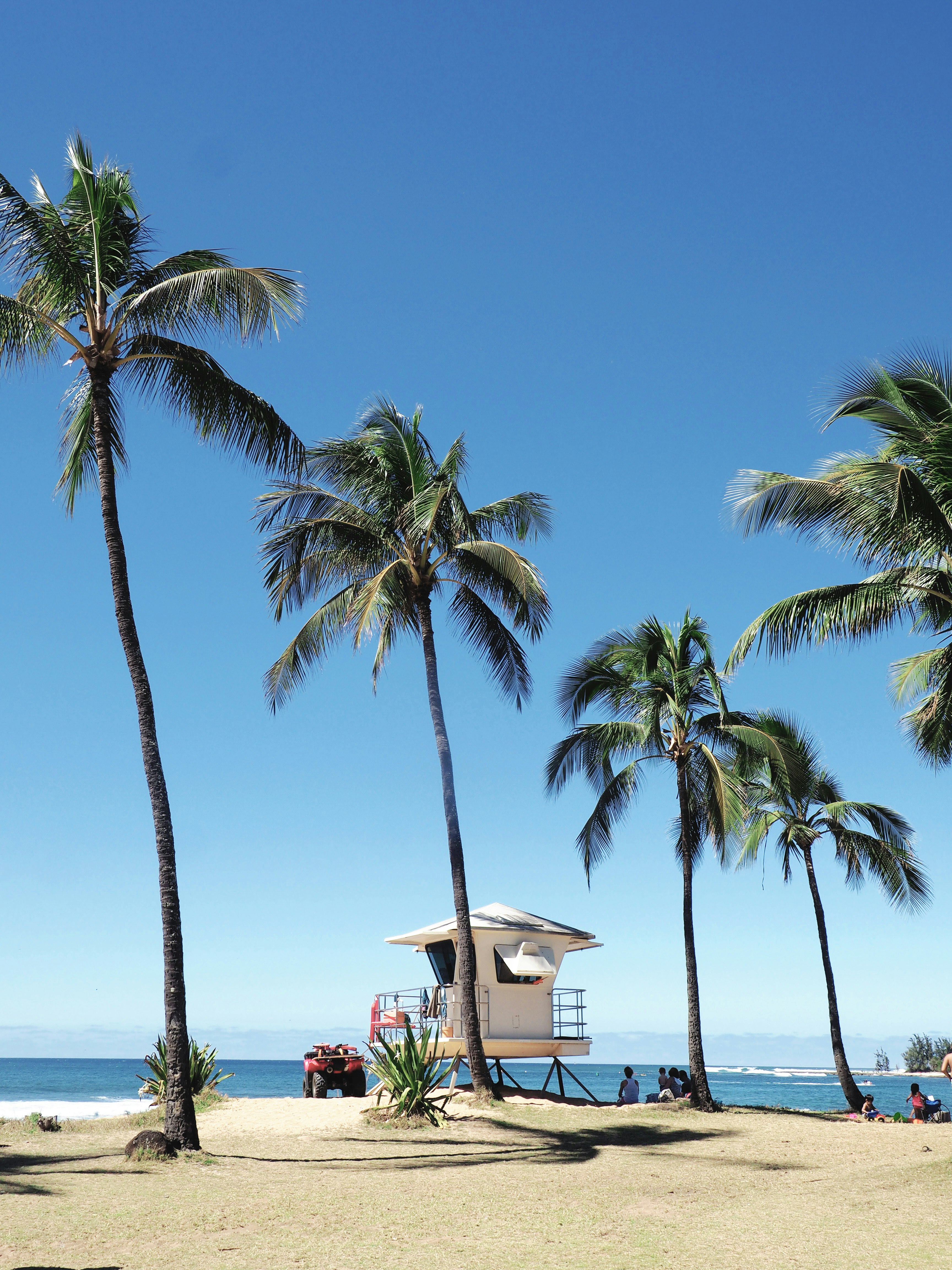 coconut trees on shore