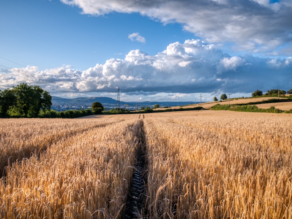 wheat field under cloudy sky