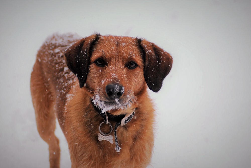 brown dog on snow field
