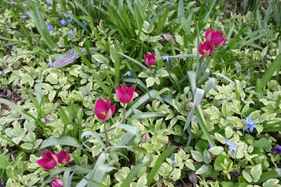 A lush garden bed with turquoise flowers blooming under soft sunlight.