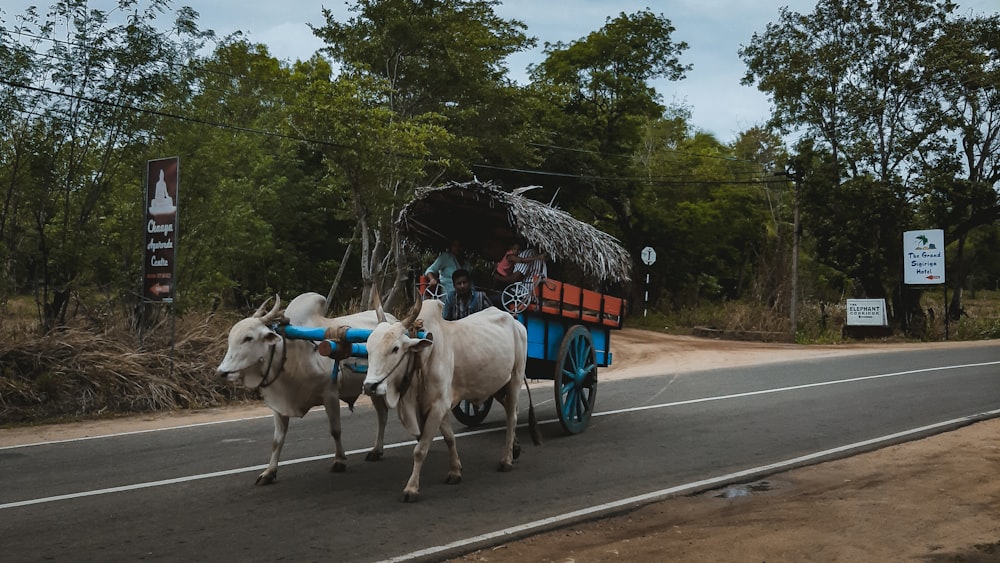 two white cattles