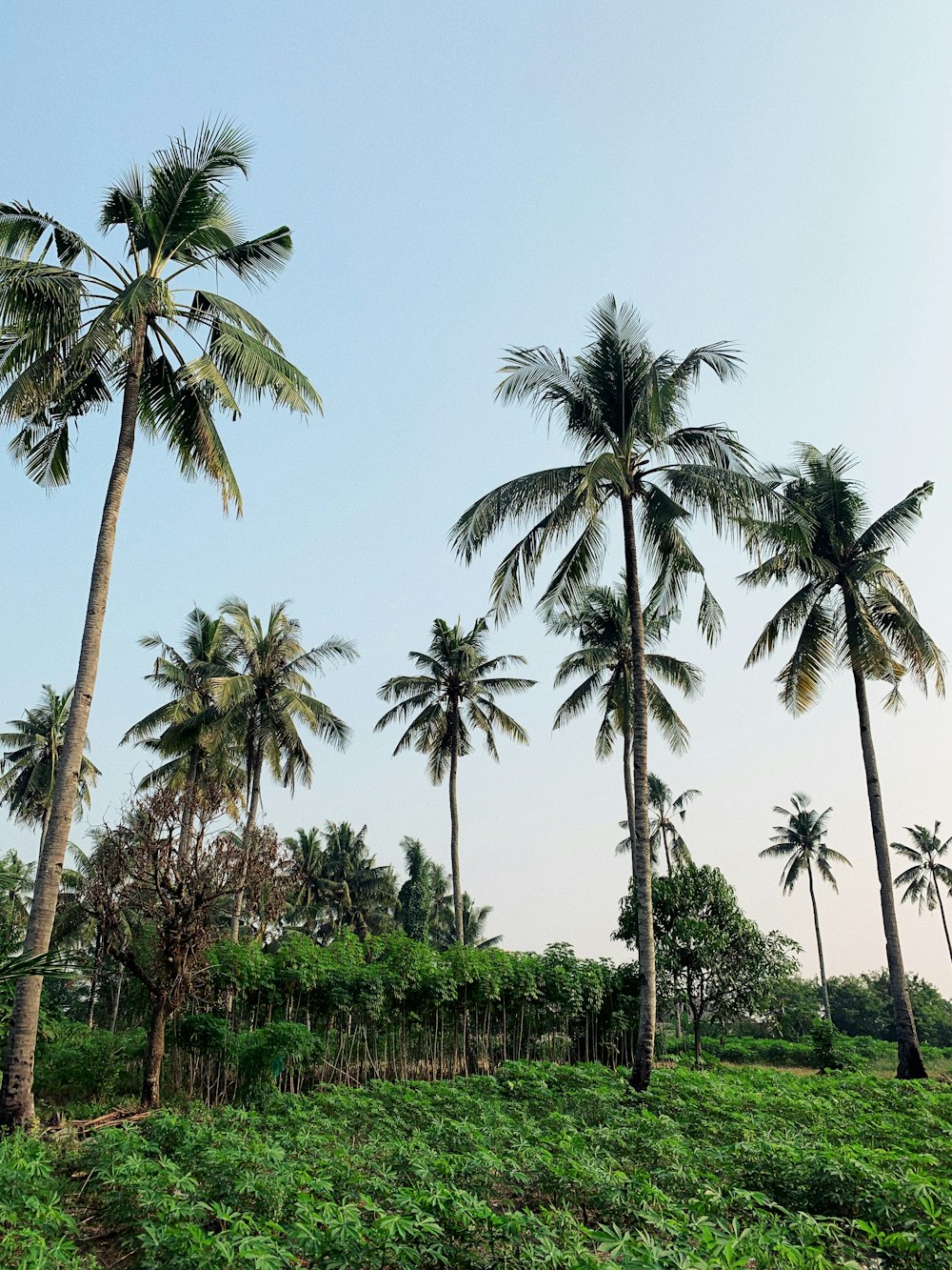 grass field with palm trees