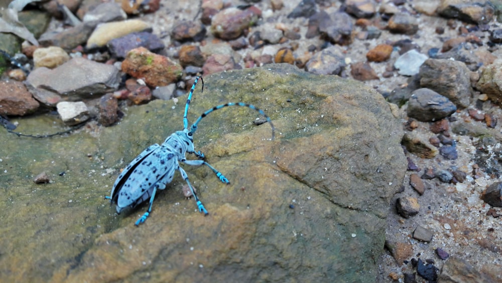 gray and black spotted long-horned beetle on brown rock