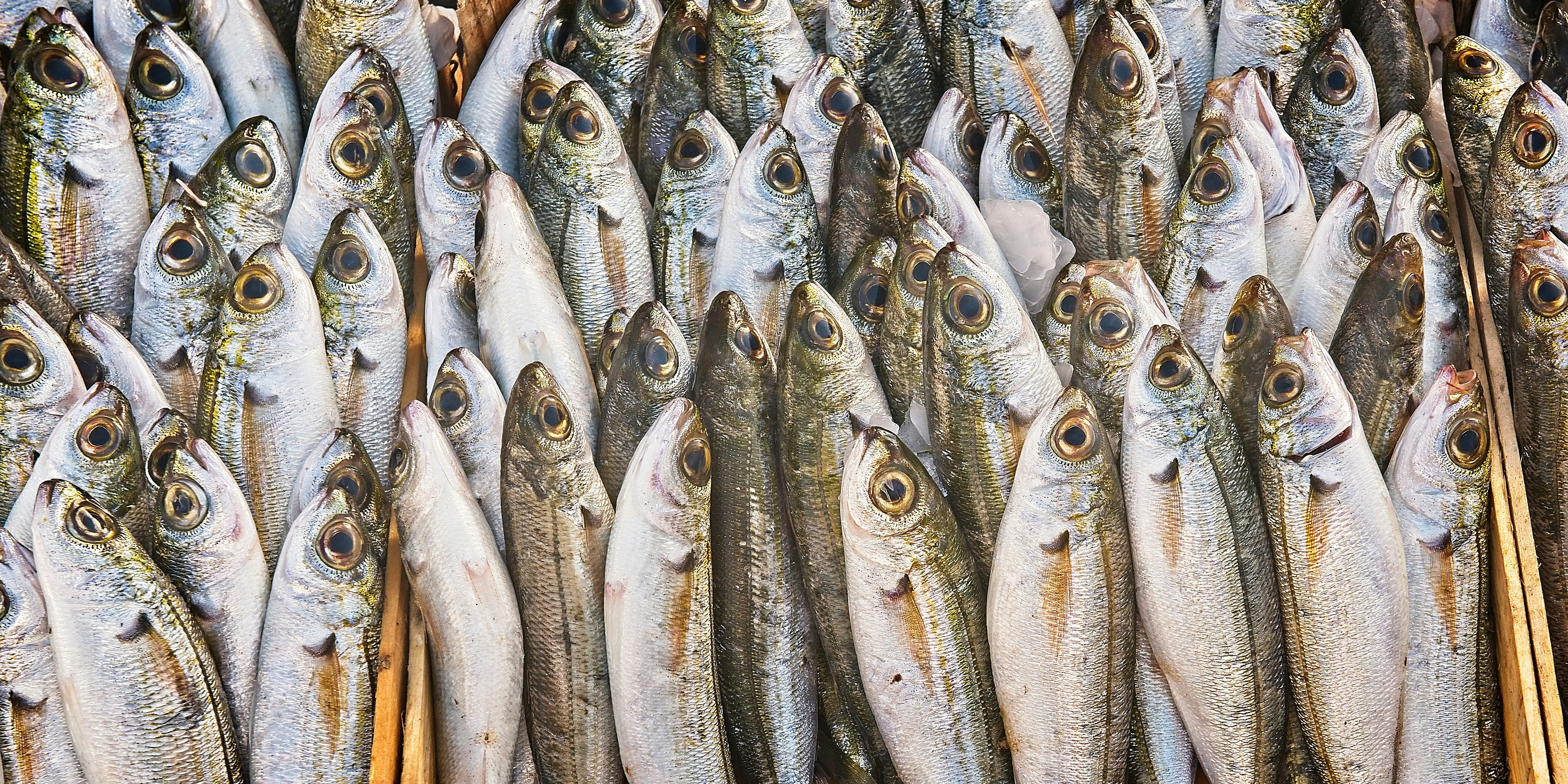 Все рыбы в италии