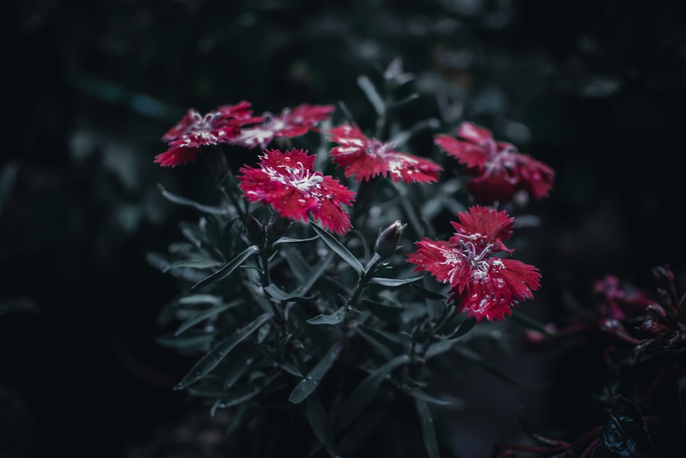 closeup photo of red petaled flowers