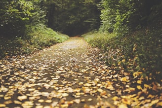 A winding forest path covered with fallen pine cones and leaves.
