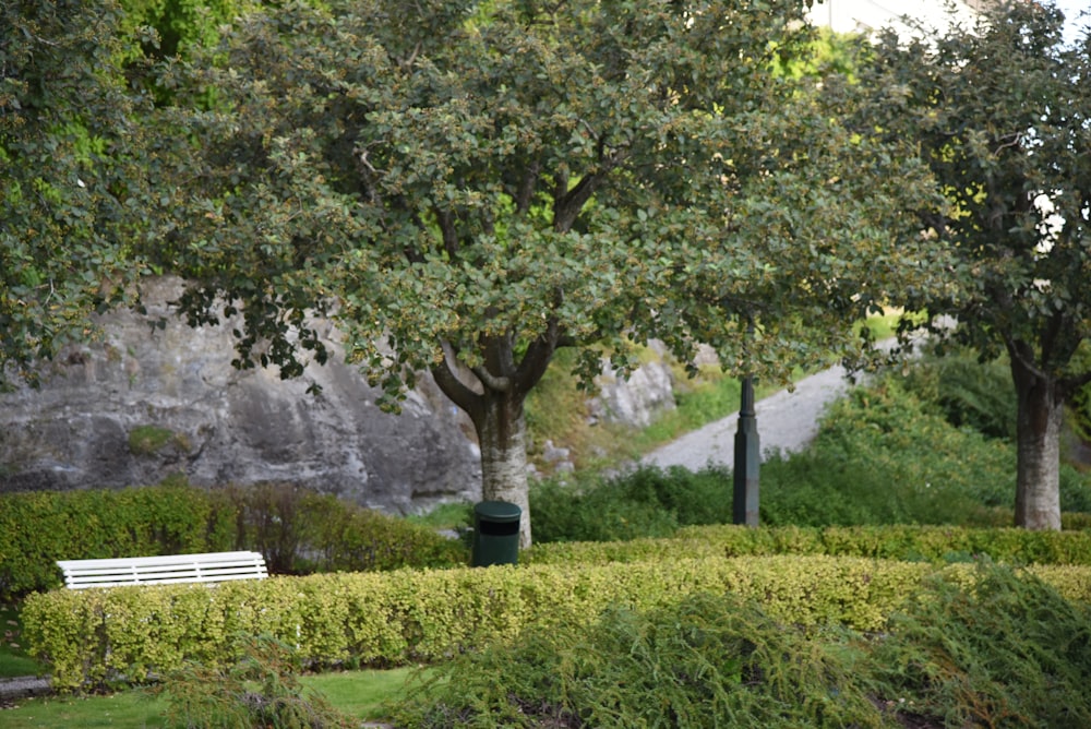 green trees during daytime