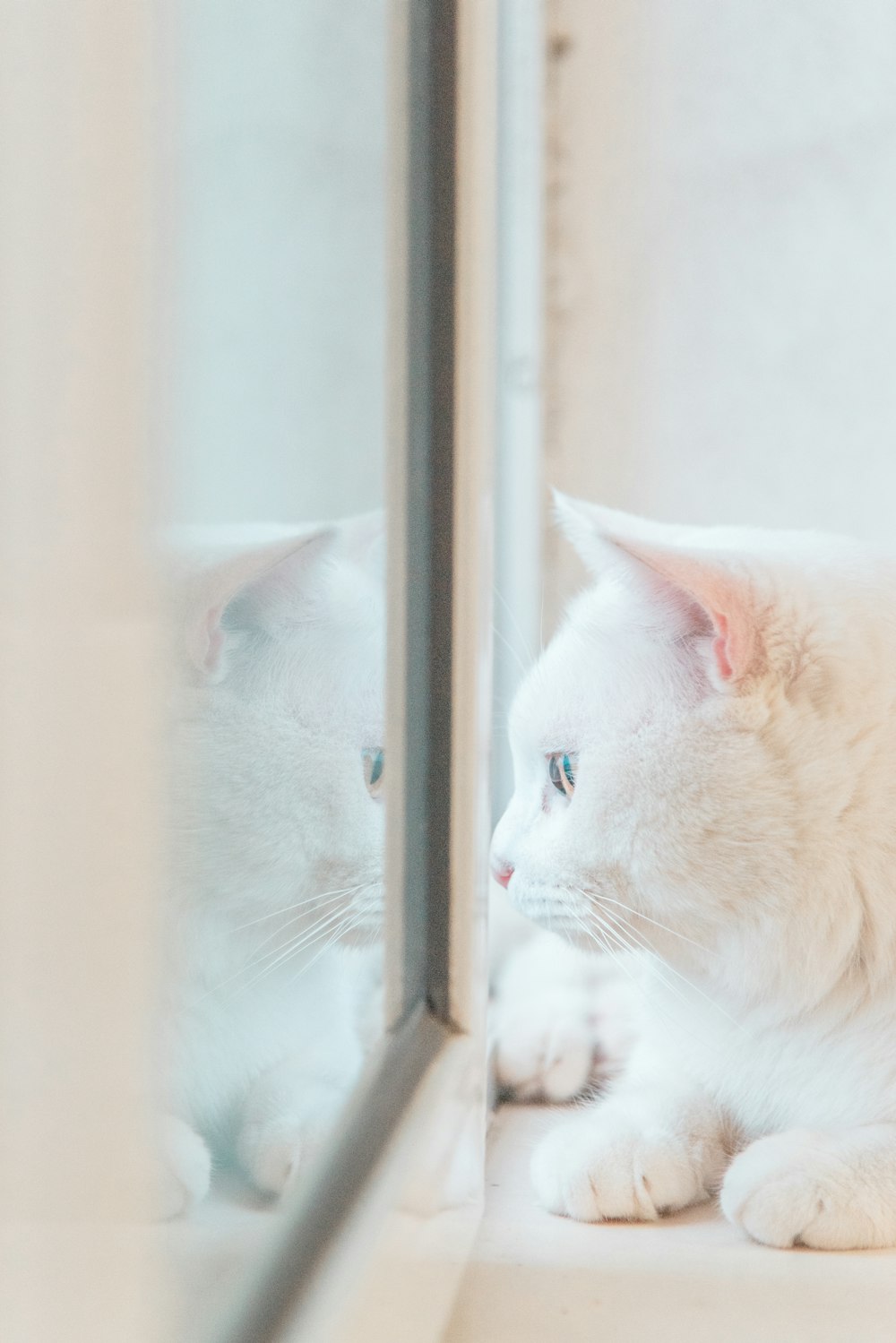 white cat beside window