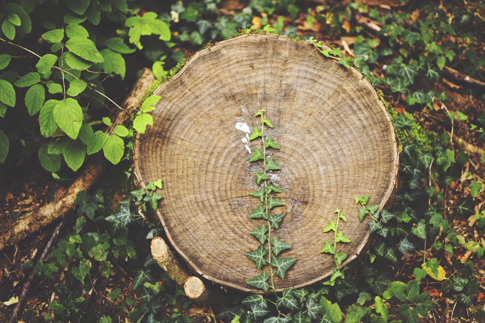 high angle photo of cut tree trunk