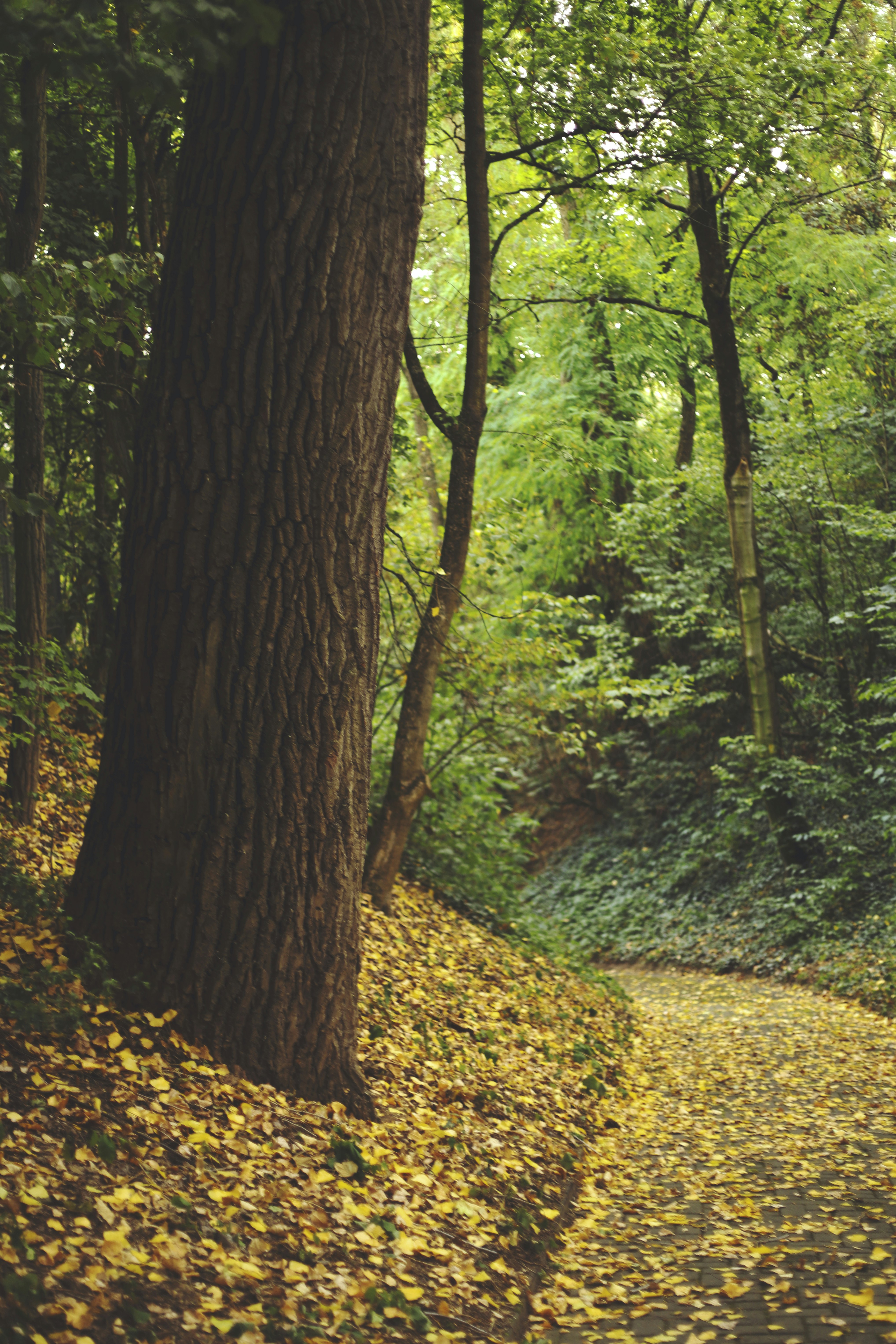 Photo by madhatterzone