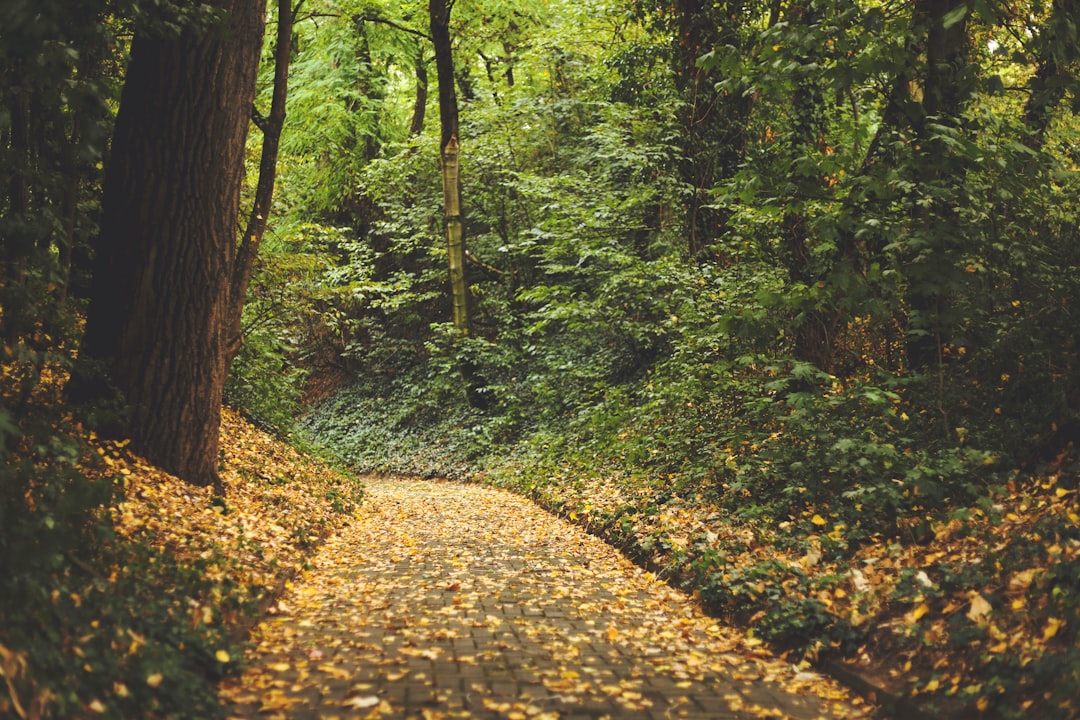 leafs on road on forest during daytime