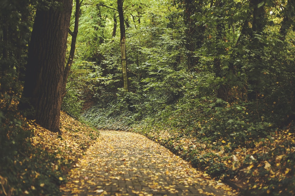 leafs on road on forest during daytime