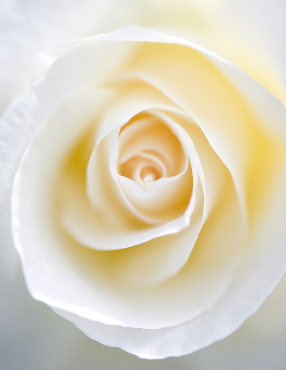 white rose flower