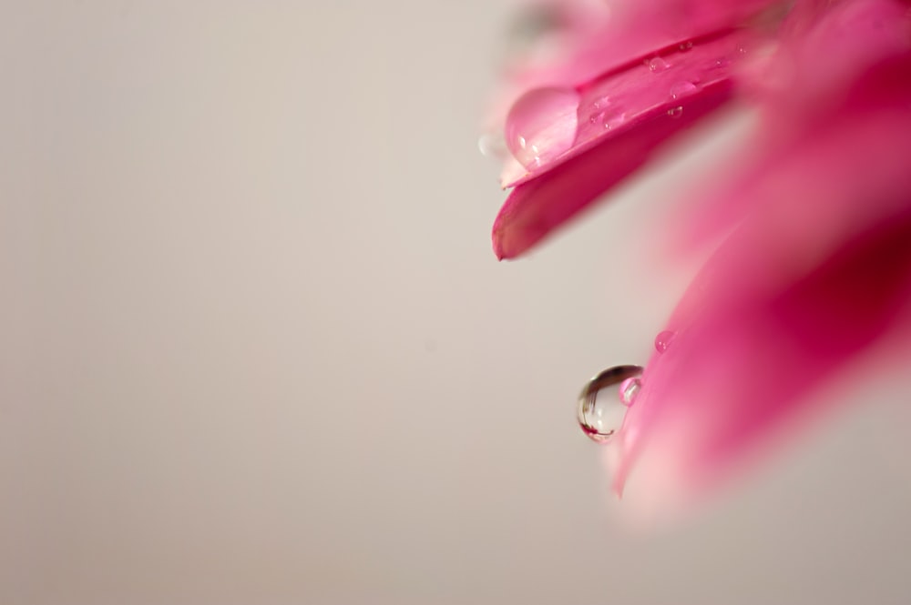 a pink flower with drops of water on it
