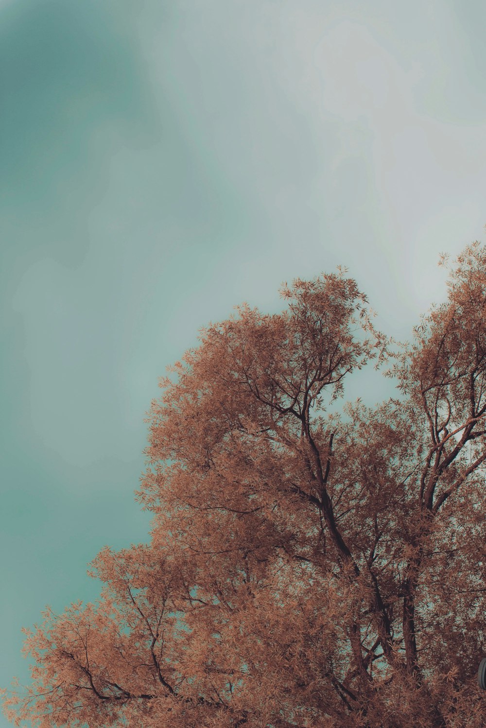 brown leafed tree