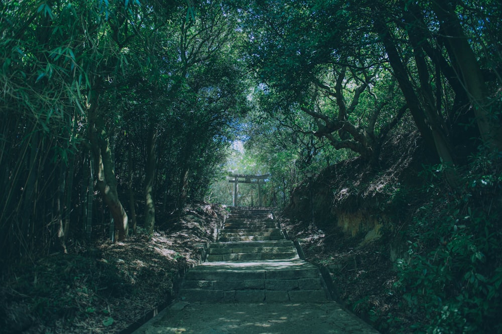 a path in the middle of a lush green forest