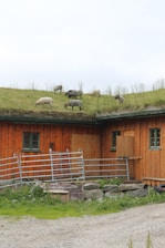 Several sheep graze on a grassy roof of a wooden barn. The barn has a rustic appearance with a natural wood finish and small green-framed windows. There is a metal gate and some wooden crates near the barn.