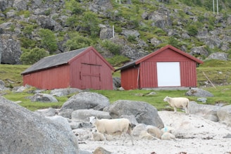 Two red wooden barns surrounded by rocky terrain and grass, with sheep grazing in the foreground. The landscape includes large stones and patches of greenery against a backdrop of rocky hillside.