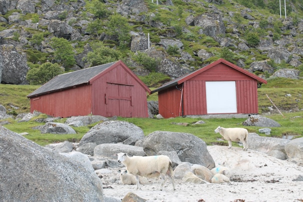 Two red wooden barns surrounded by rocky terrain and grass, with sheep grazing in the foreground. The landscape includes large stones and patches of greenery against a backdrop of rocky hillside.
