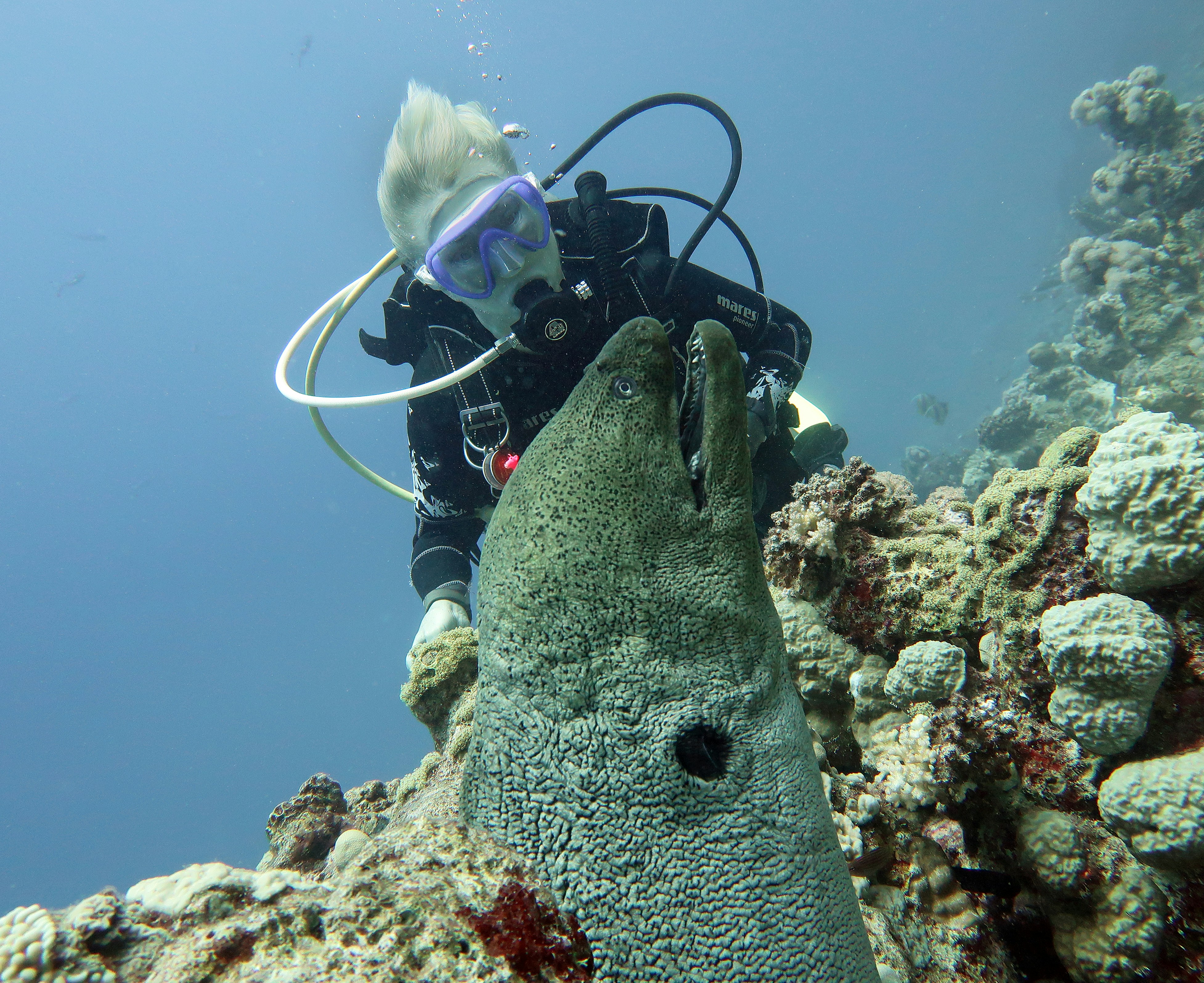 Scientists using technology to monitor marine life