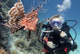 underwater photography of diver beside large red and brown fish
