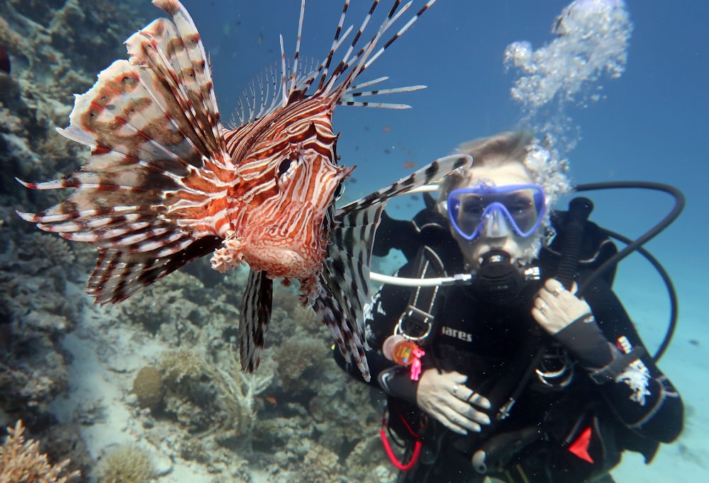 underwater photography of diver beside large red and brown fish