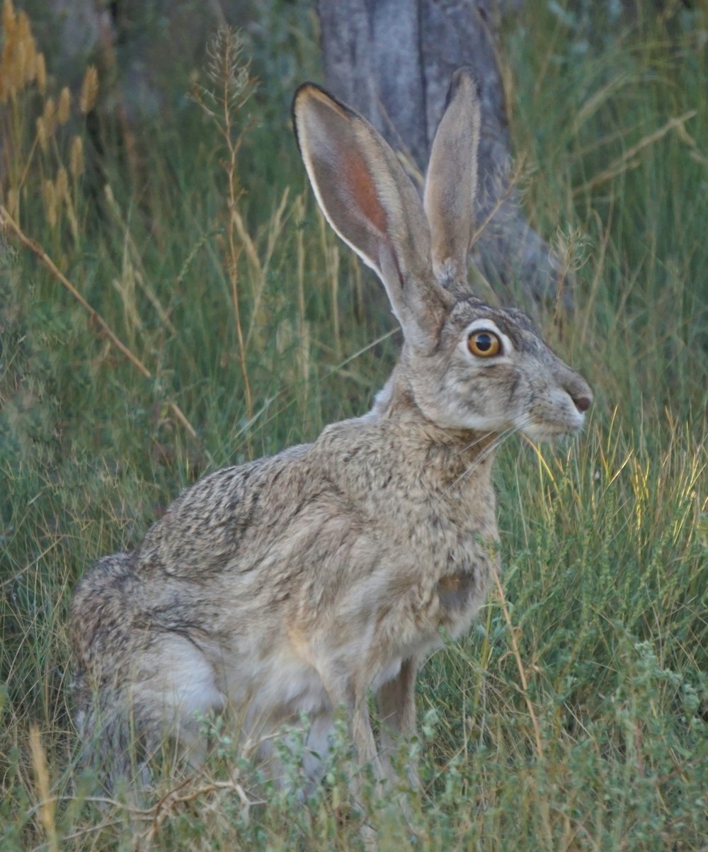 brown hare