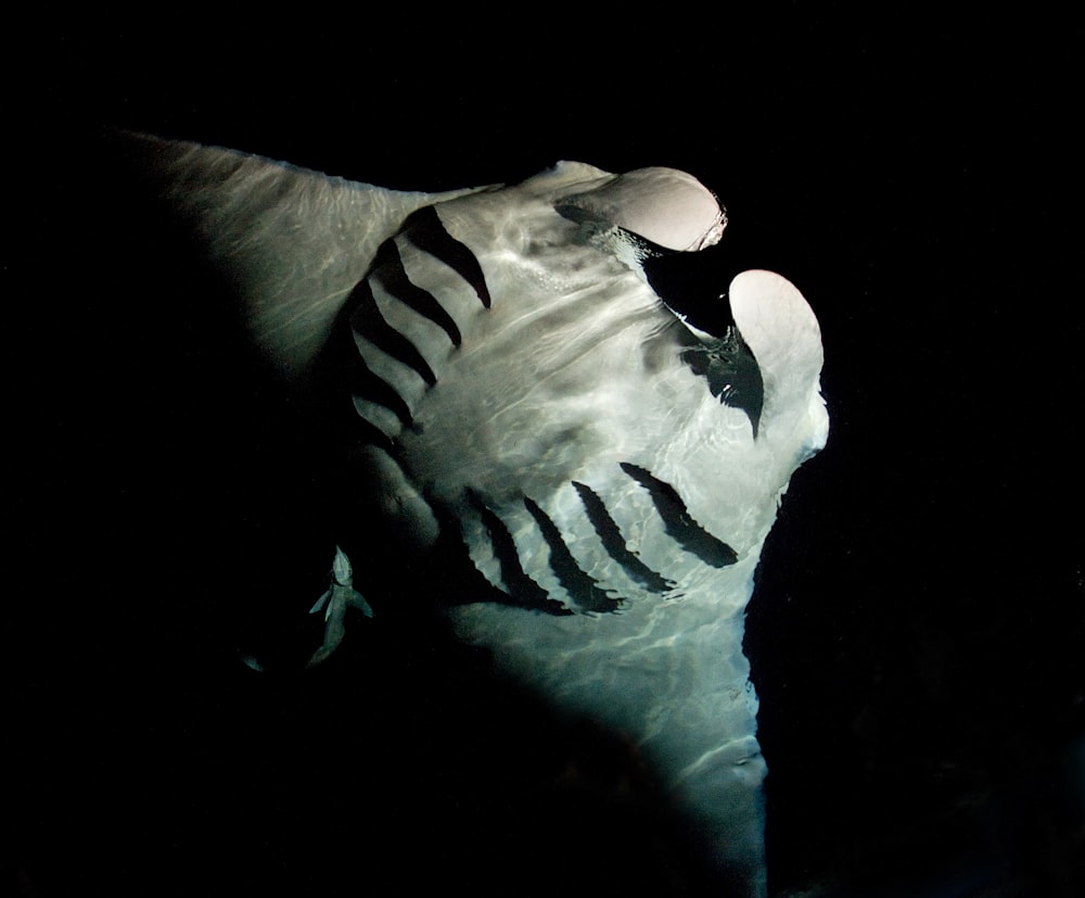 a large white and black fish in the water