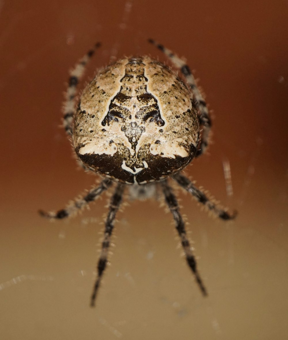 white and black spider close-up photography