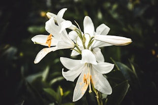 white flowers