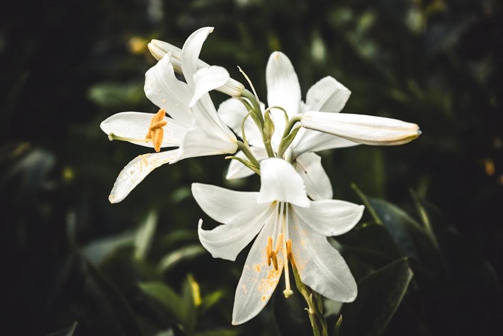 Flores blancas