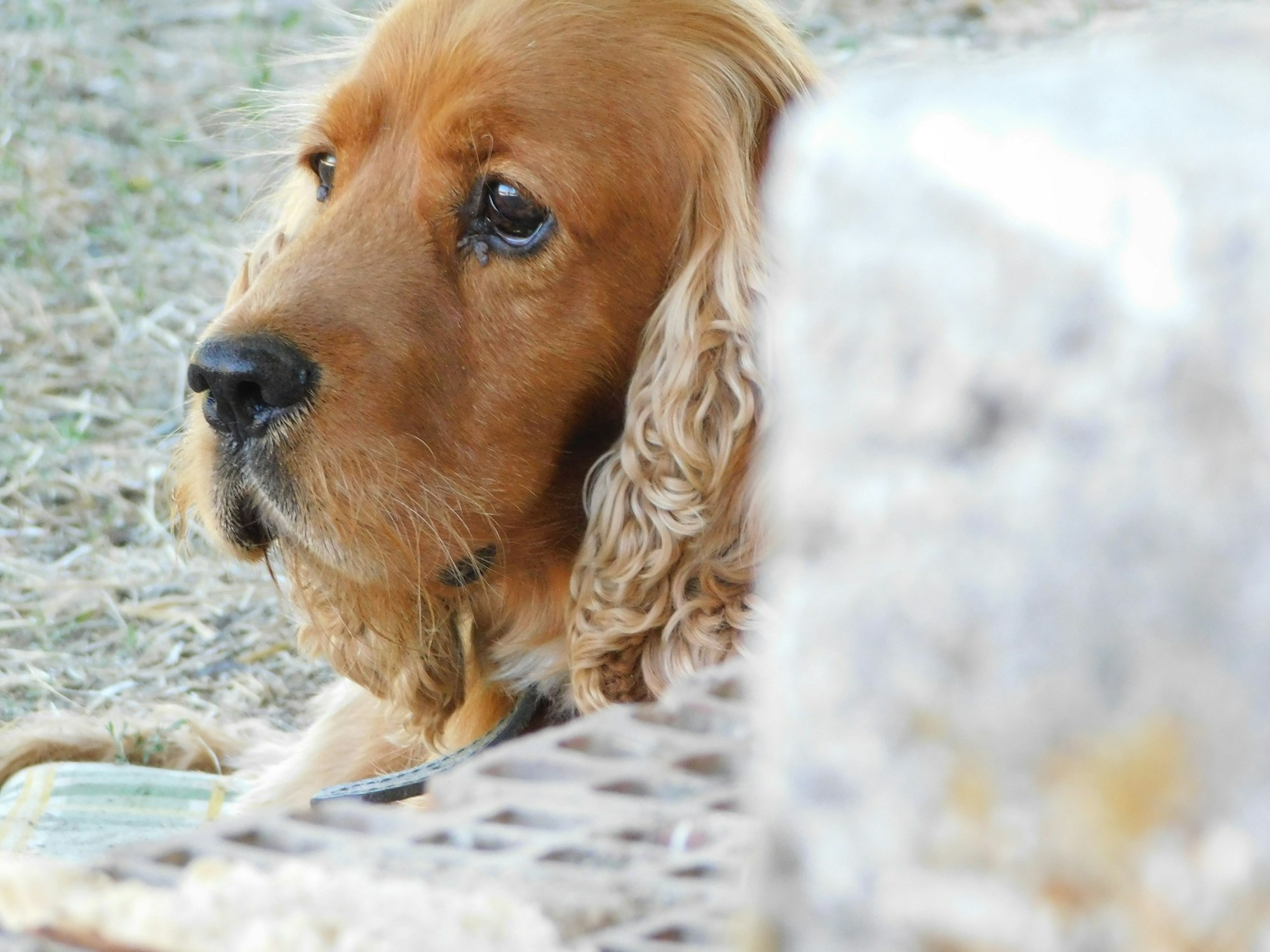 Cocker Spaniel