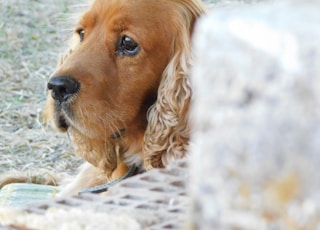 dog on grass during day