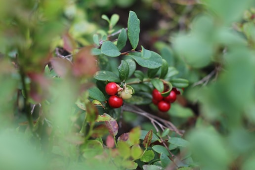 A vibrant image of Lepticell product with a background of sea buckthorn berries.