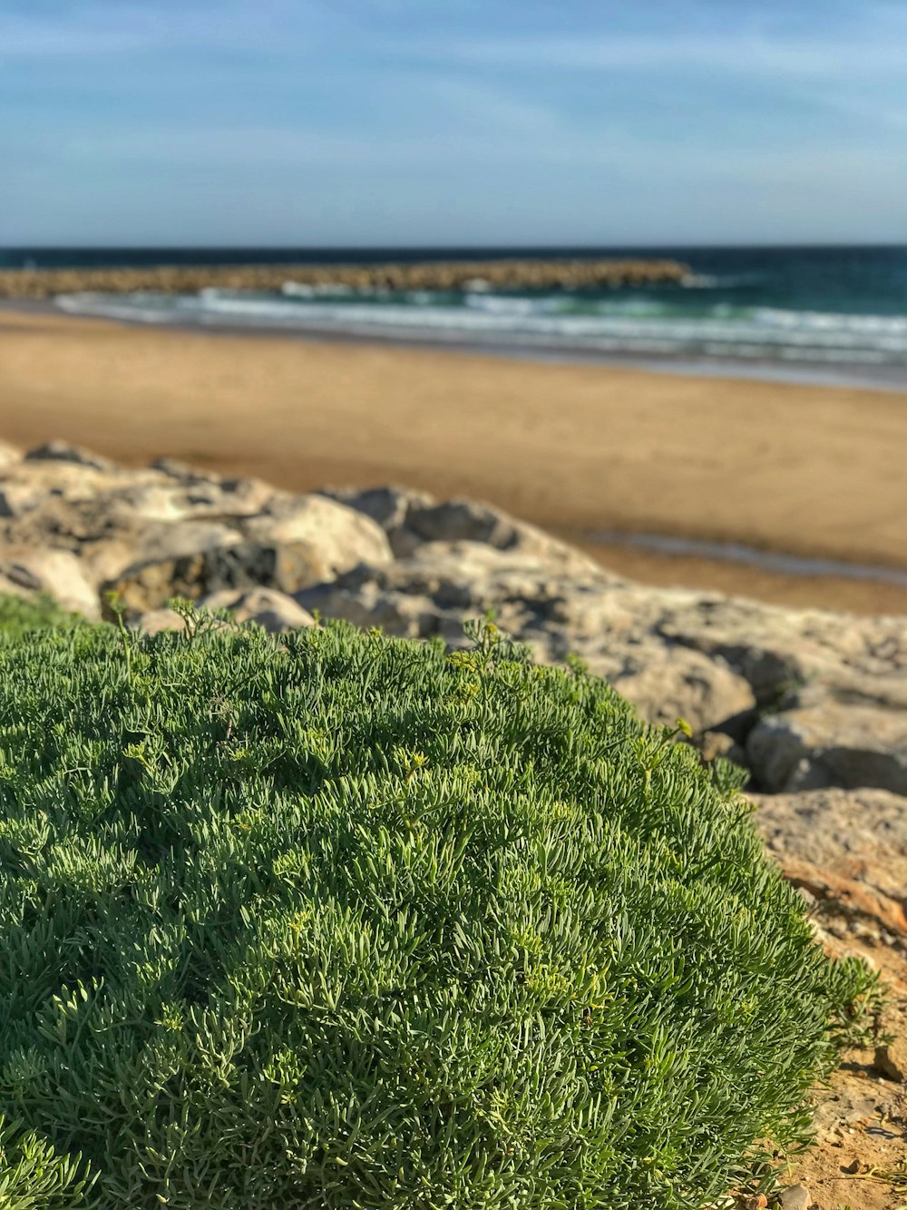 un primo piano di una pianta verde su una spiaggia