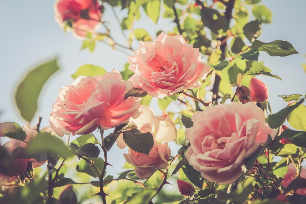澄み切った空の下でのピンクのバラの植物