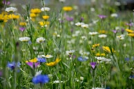 Wildflowers blooming in a meadow where our bees gather nectar.