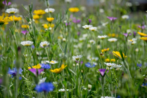A colorful mix of wildflowers in full bloom, alive with fluttering pollinators