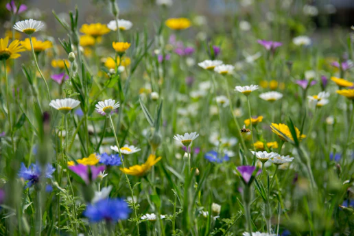 Sunlit meadow filled with blooming flowers and busy bees collecting nectar.