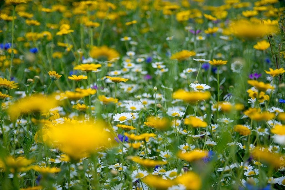 daisy flower photography