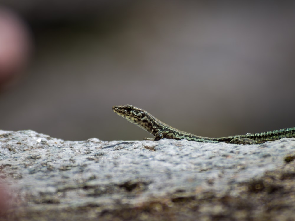 shallow focus photo of green lizard
