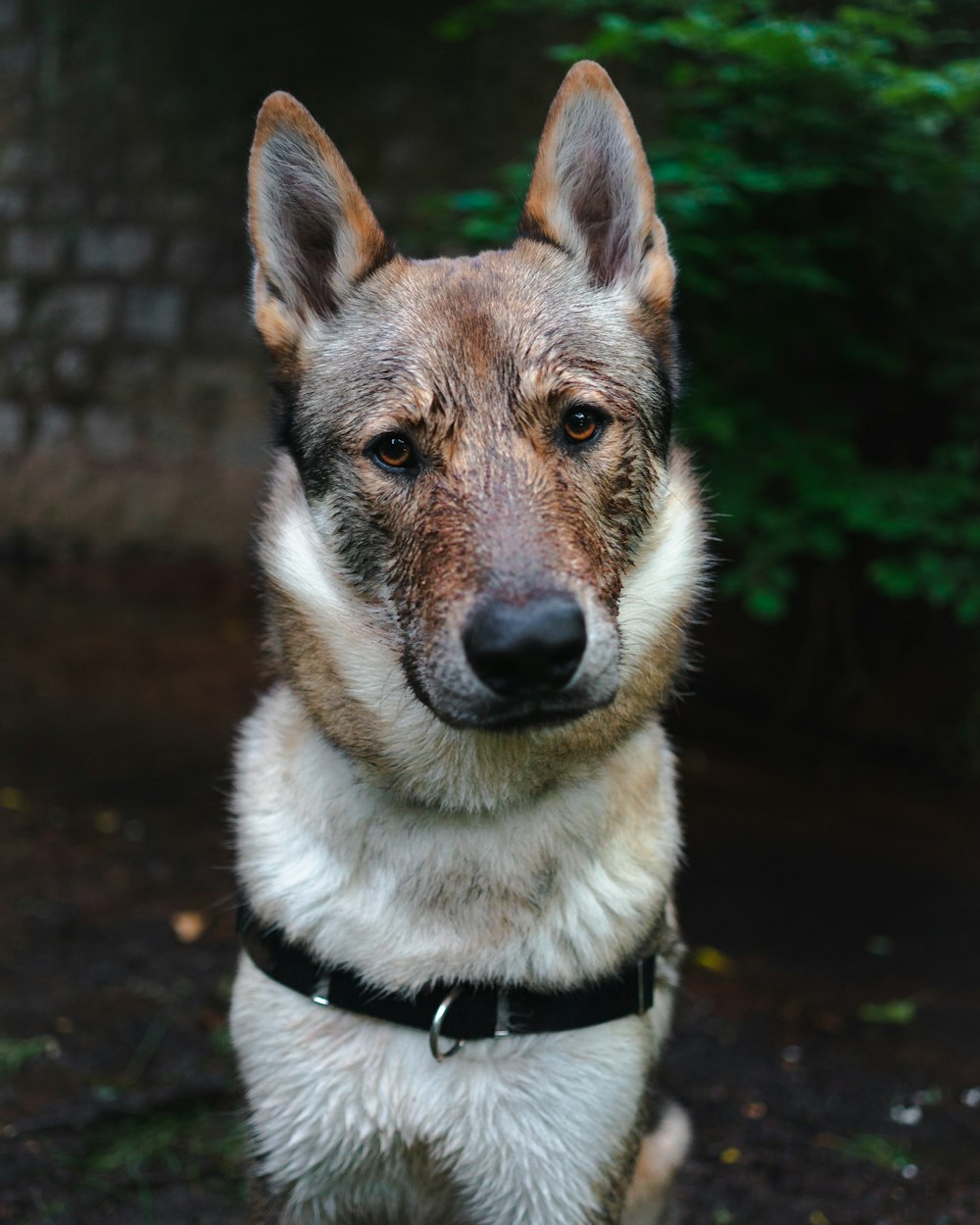 short-coated dog with black collar