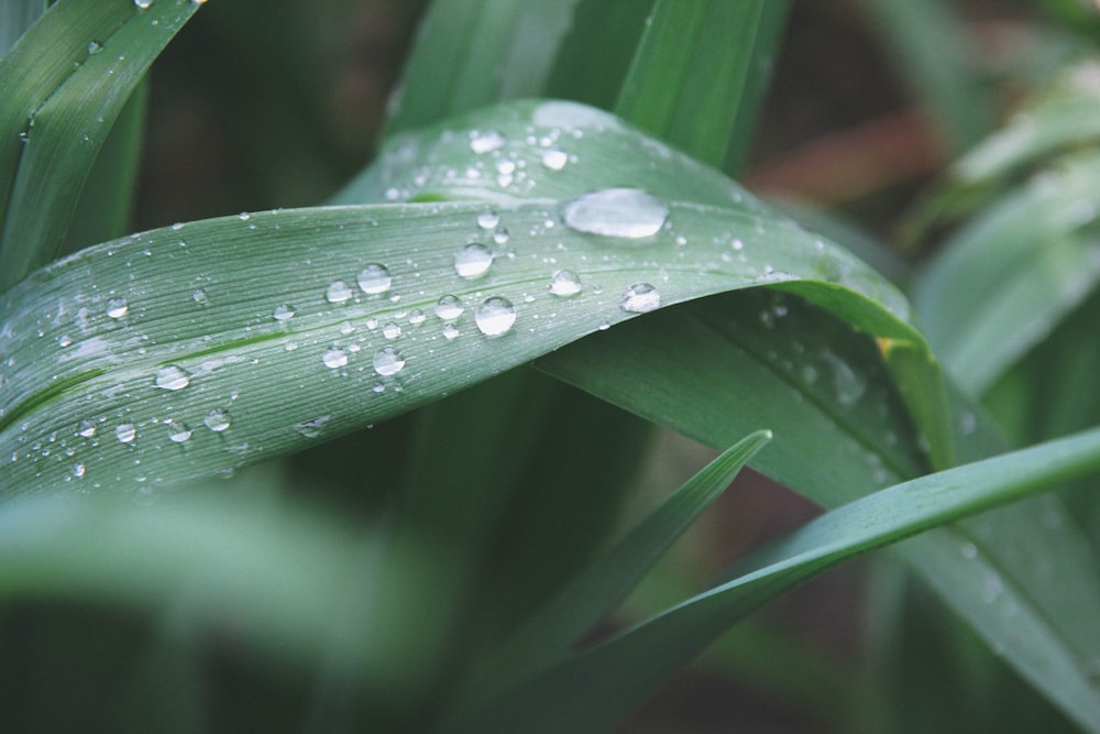 tear drops on green leaf plant