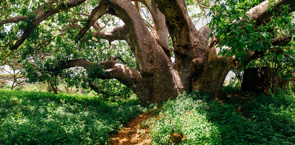 green tree