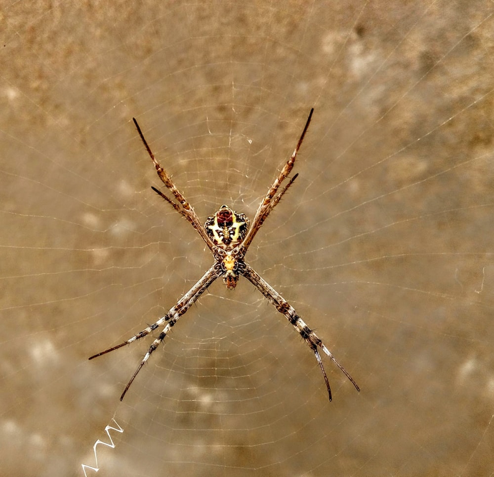 close view of spider on its web