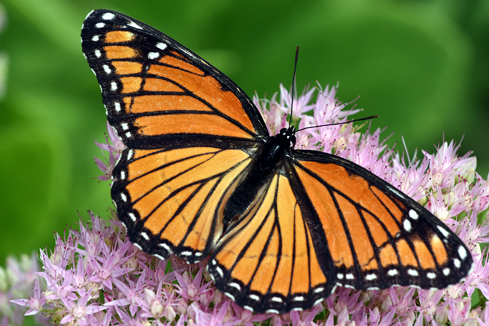 Mariposa monarca alimentándose de unas flores